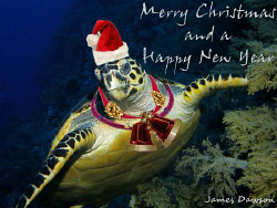 Merry Christmas to everyone at underwaterphotography.com
... by James Dawson 